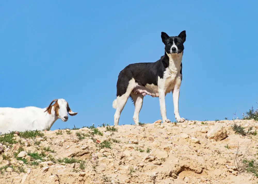 Canaan Dog