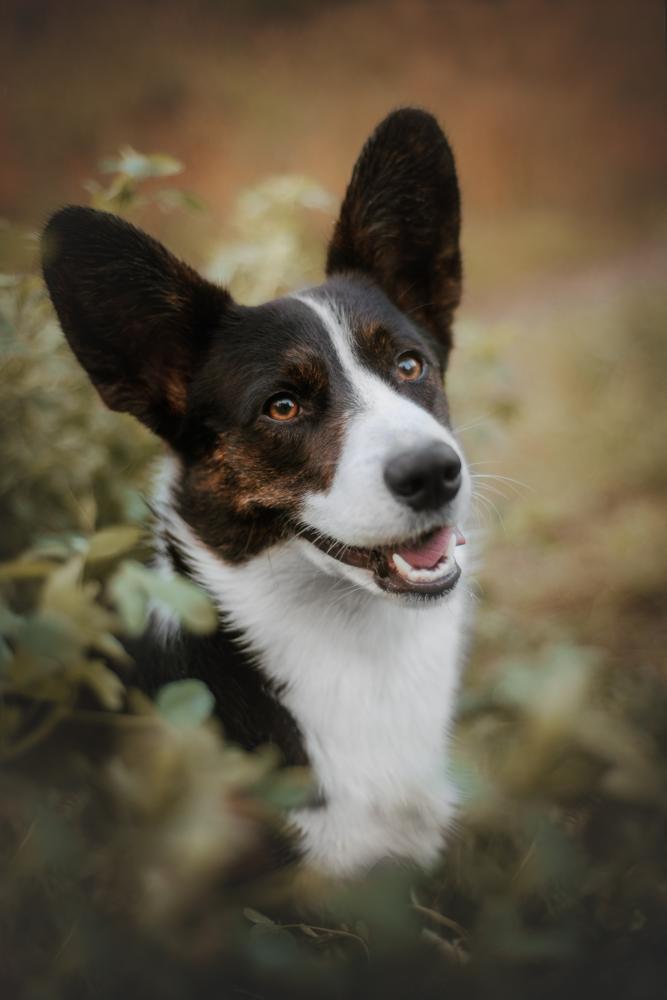 Cardigan Welsh Corgi