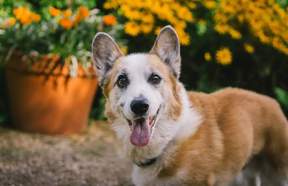 Cardigan Welsh Corgi