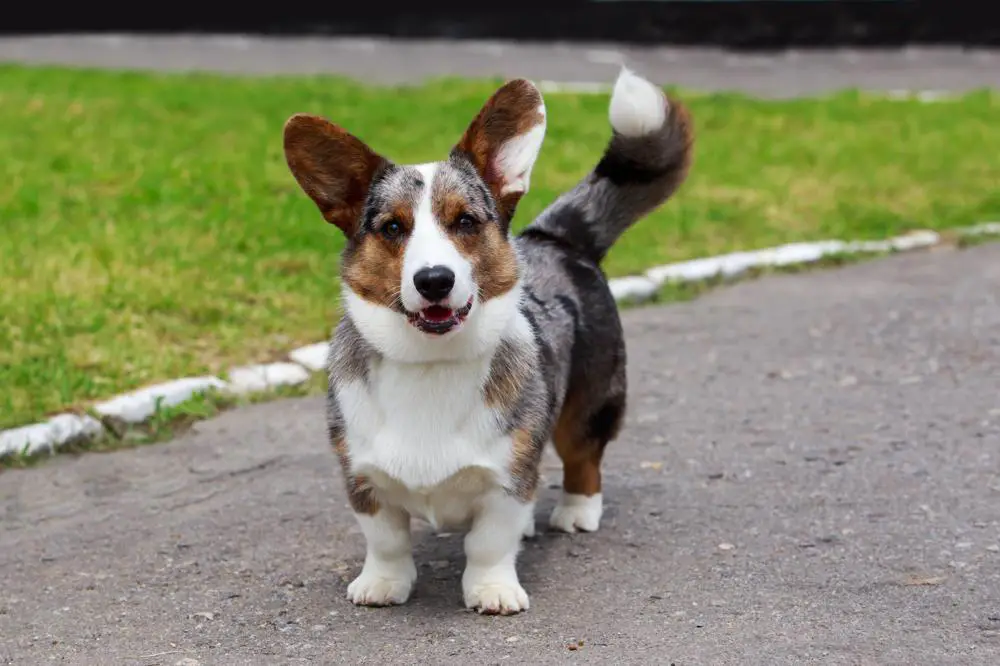 Cardigan Welsh Corgi