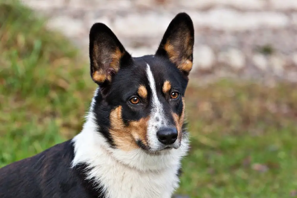 Cardigan Welsh Corgi