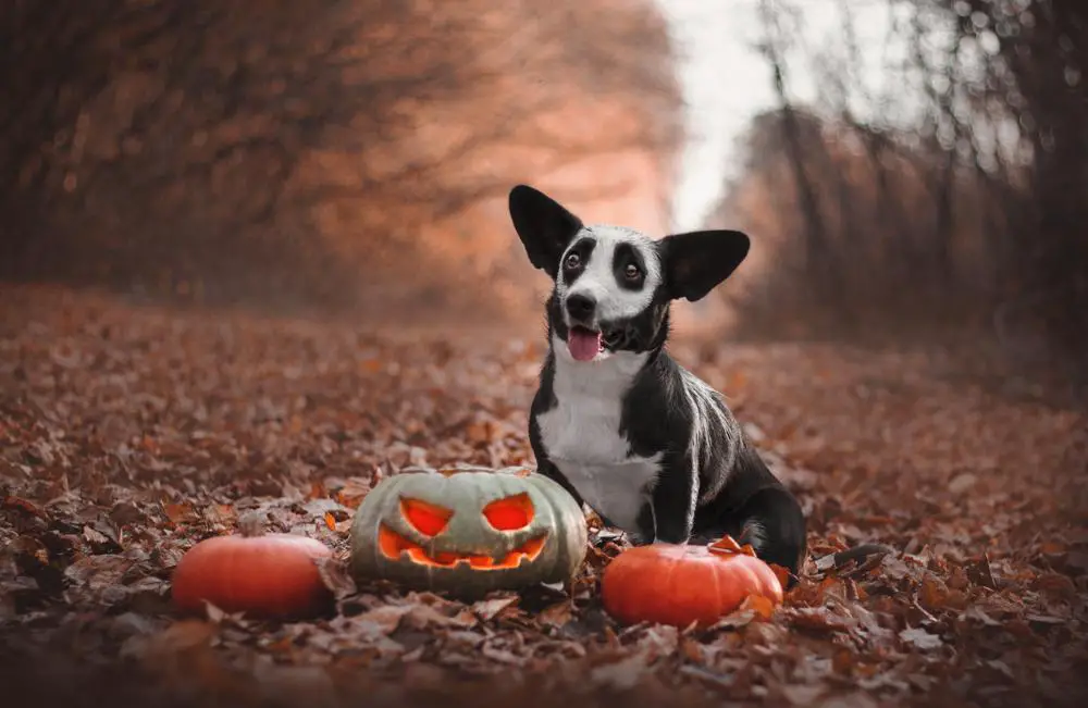 Cardigan Welsh Corgi