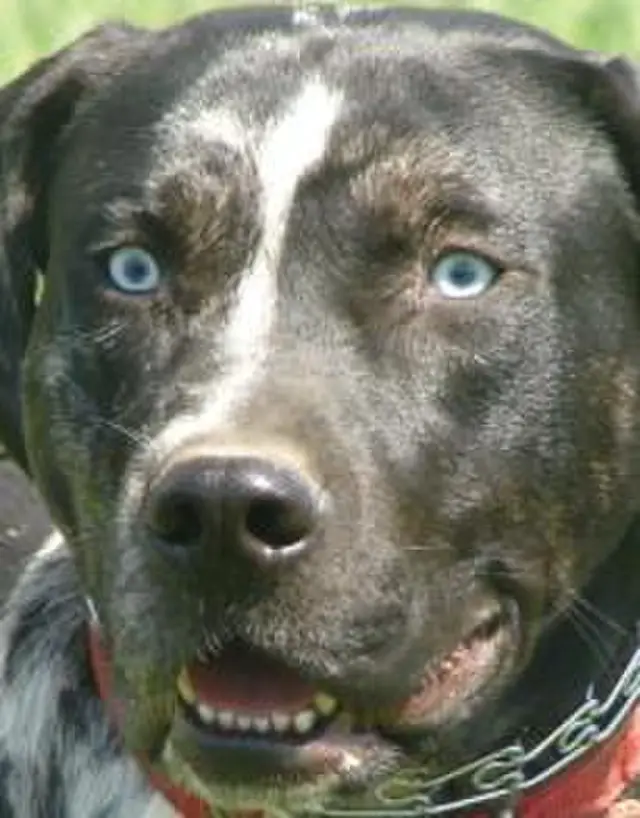 Catahoula Bulldog