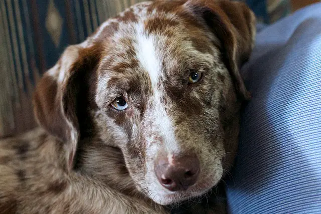 Catahoula Leopard Dog