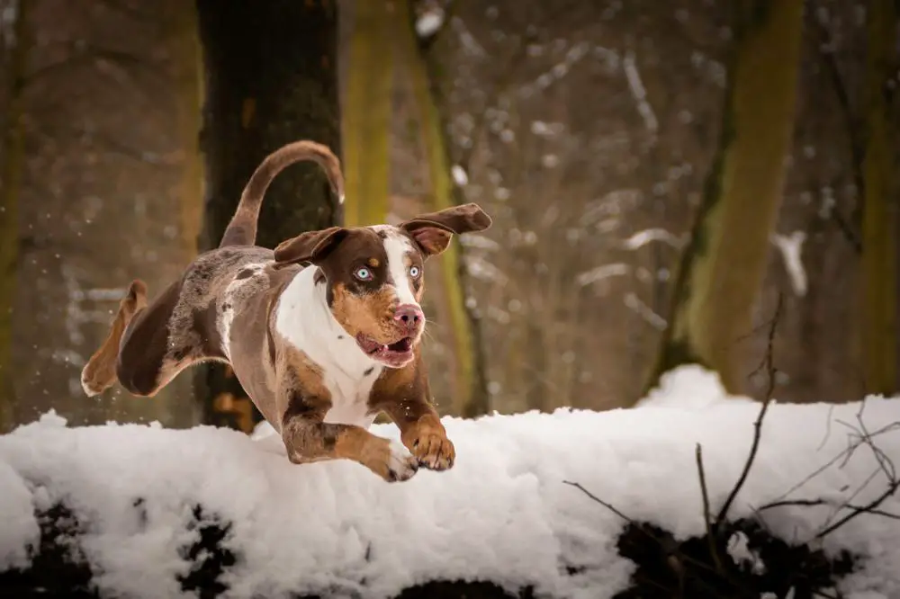 Catahoula Leopard Dog