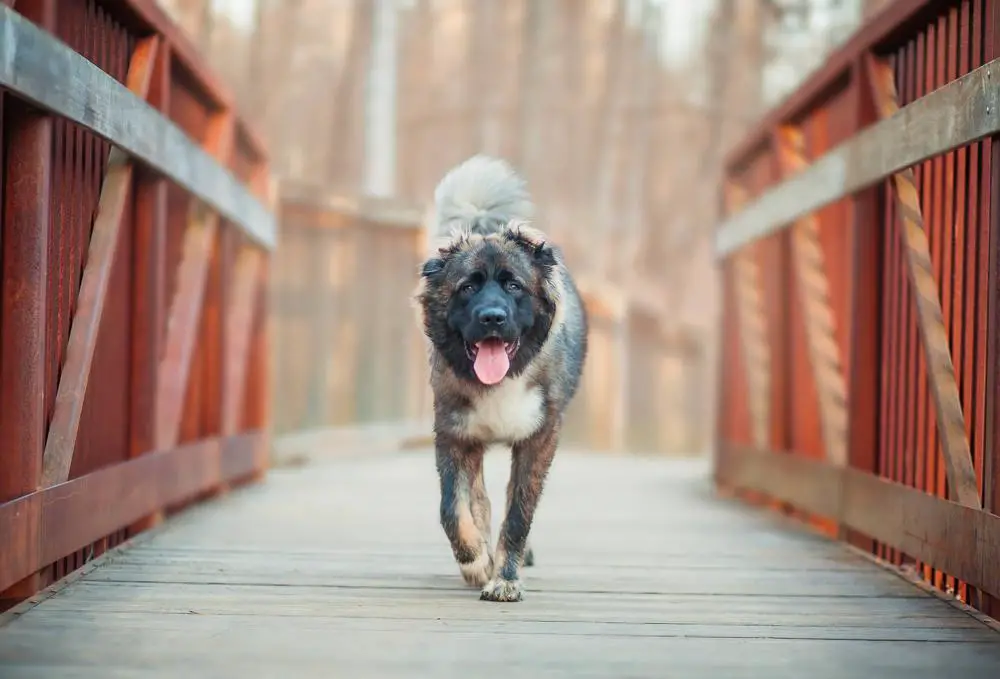 Caucasian Shepherd Dog