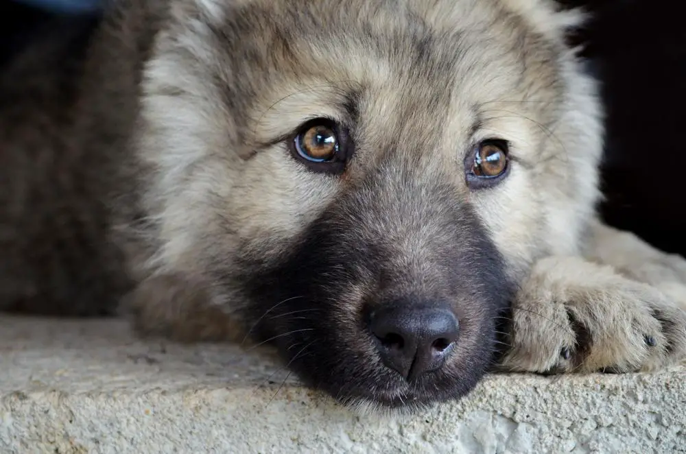 Caucasian Shepherd Dog