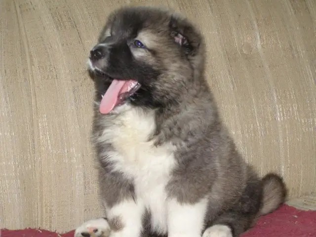 Caucasian Shepherd Dog