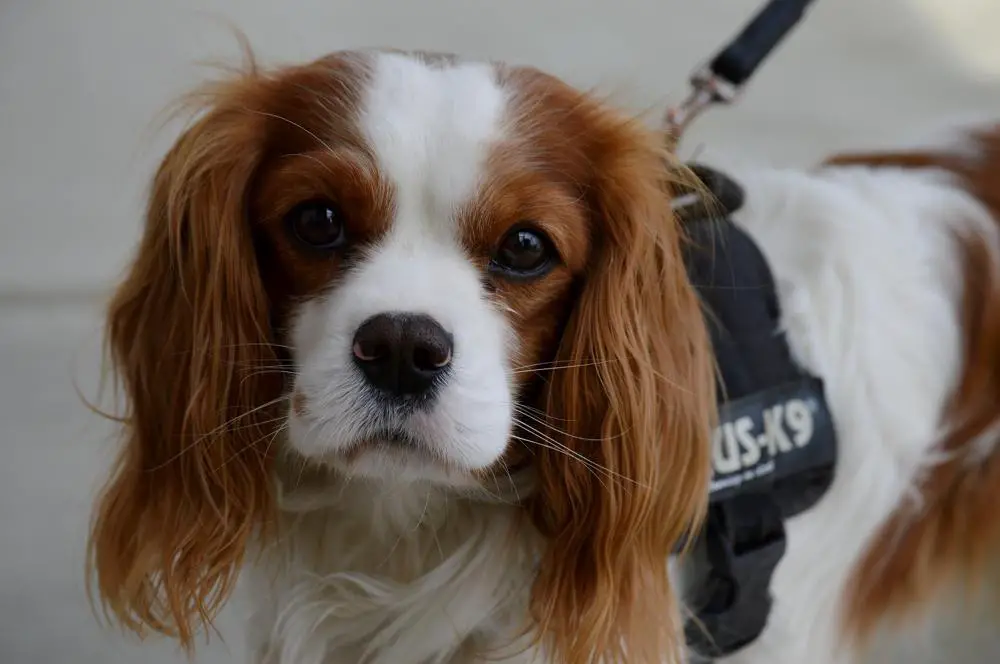 Cavalier King Charles Spaniel