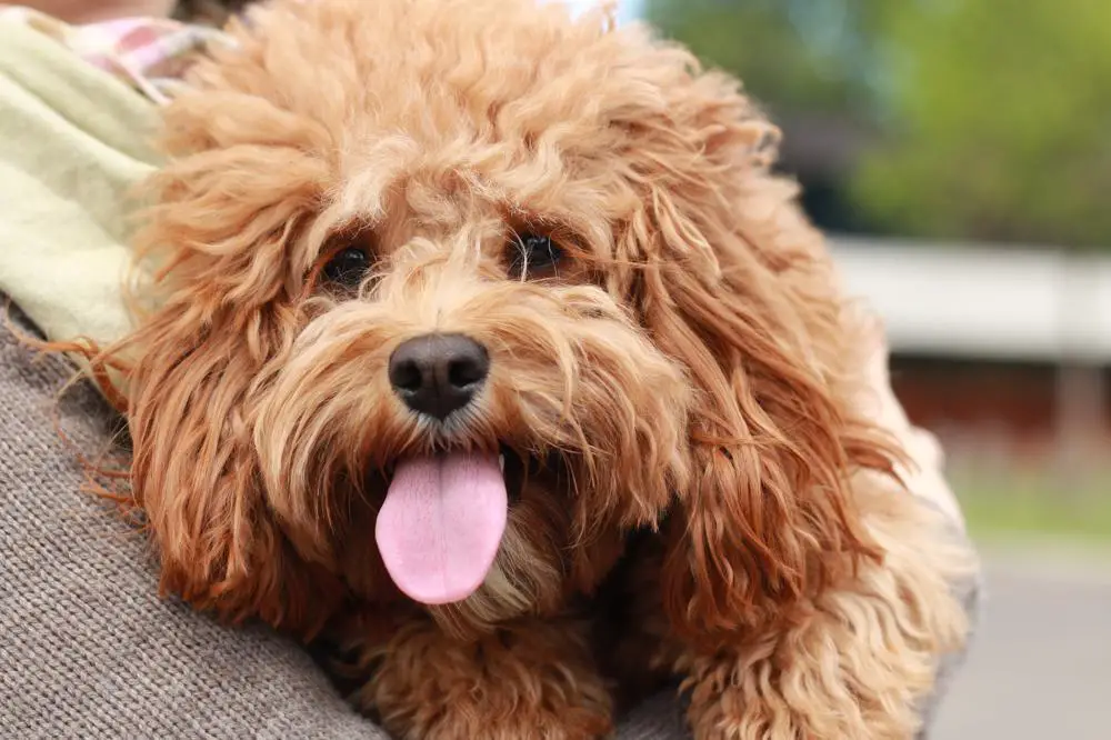 Cavapoo