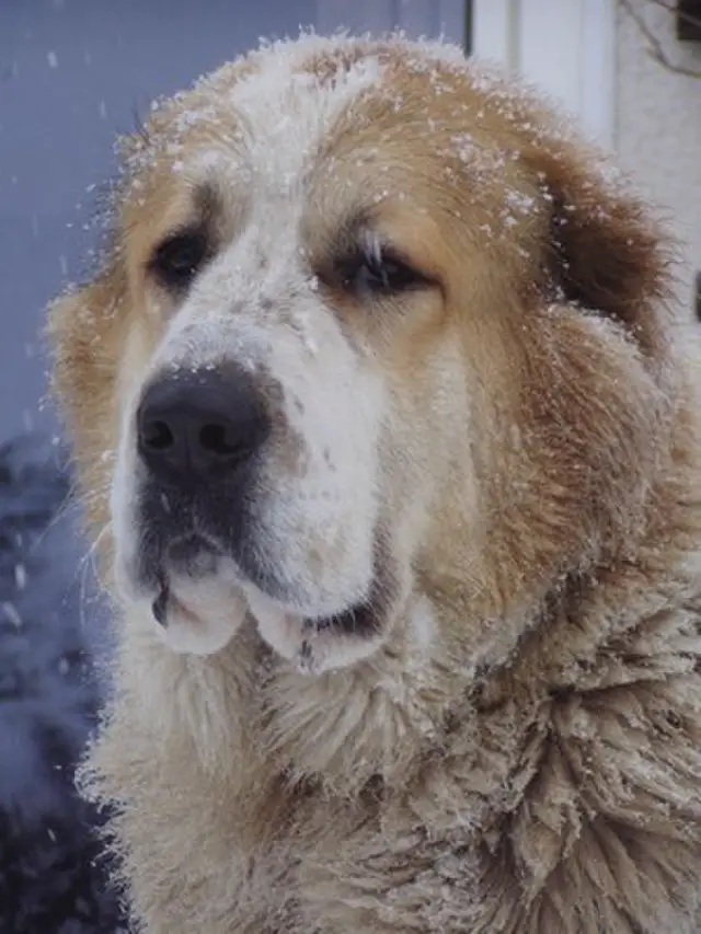 Central Asian Shepherd Dog