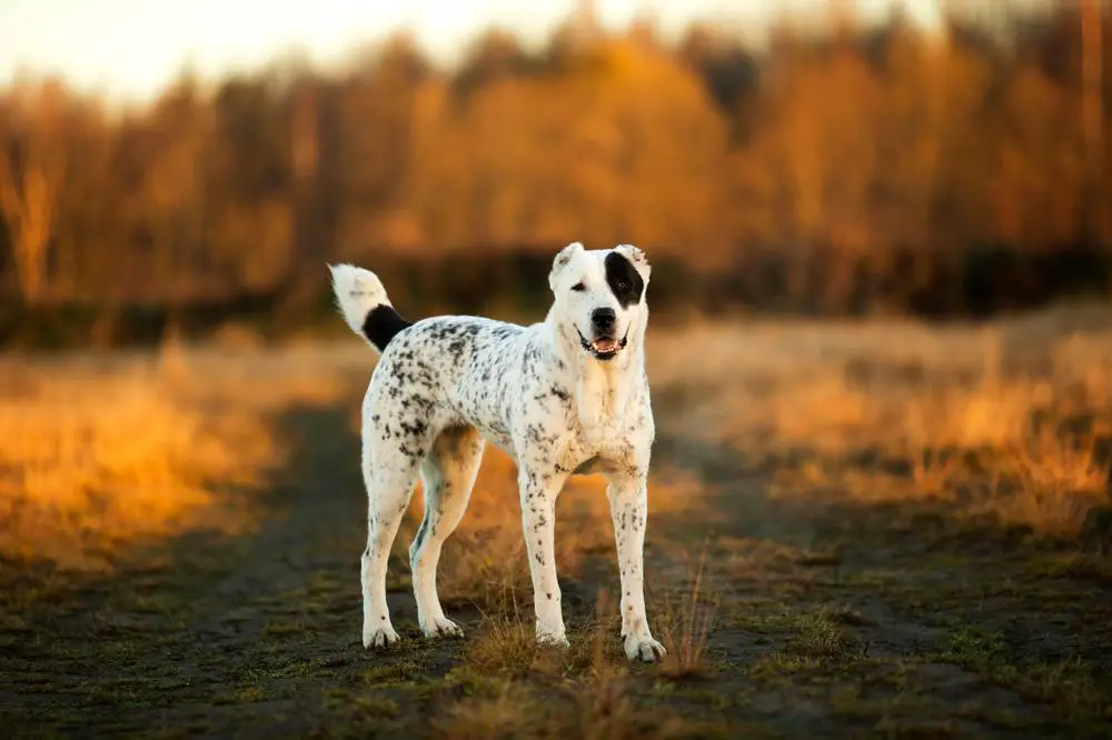 Central Asian Shepherd Dog