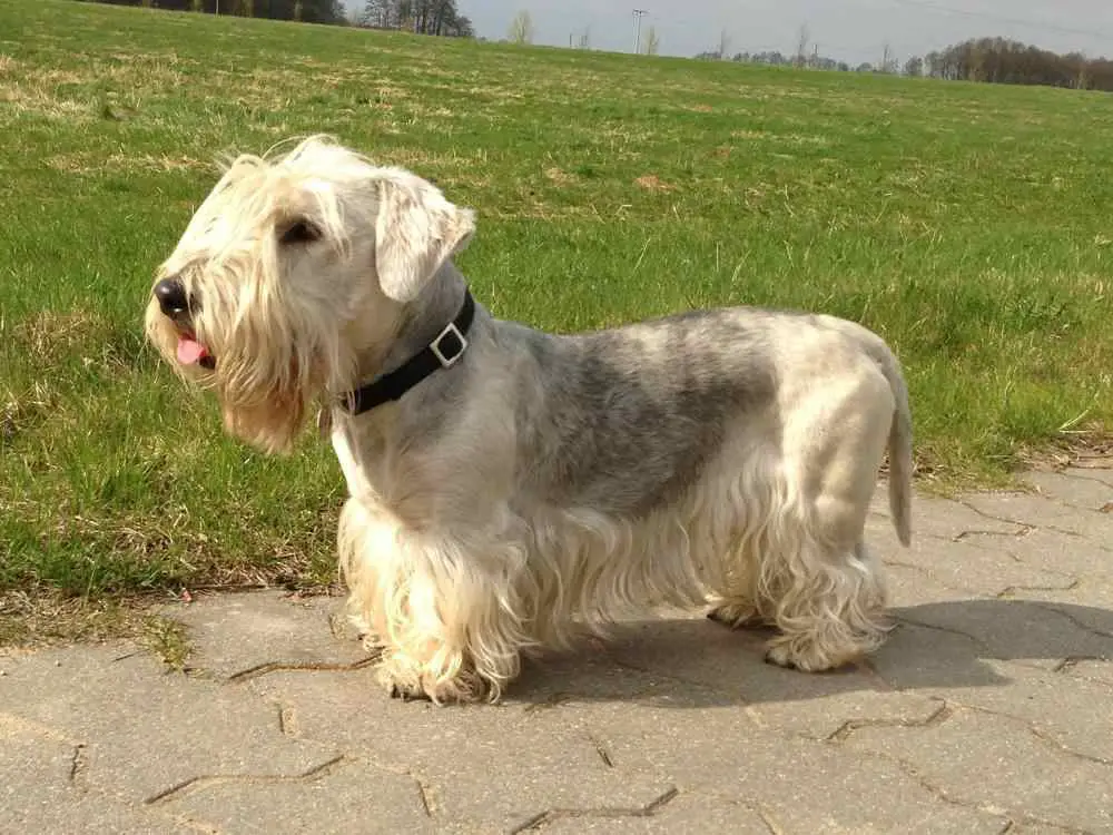 Cesky Terrier