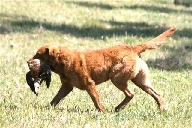 Chesapeake Bay Retriever