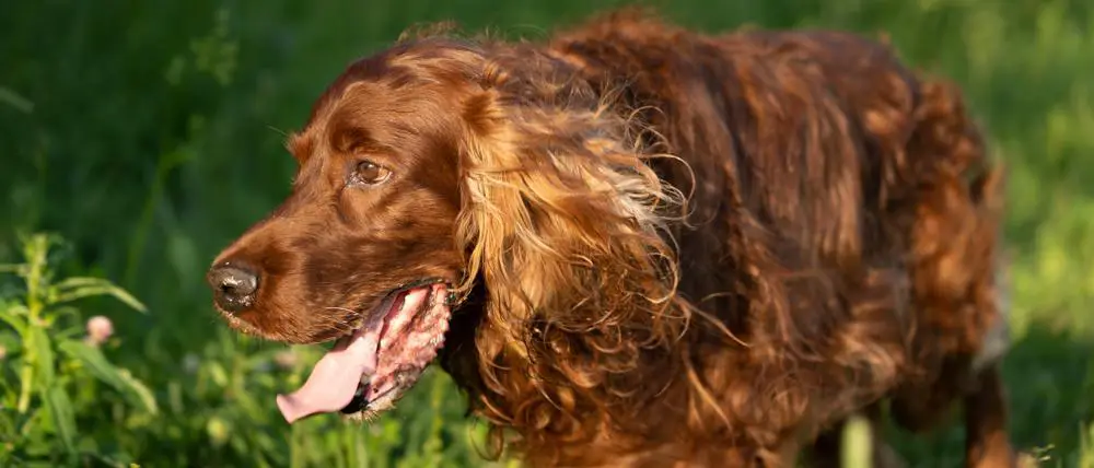 Cocker Spaniel