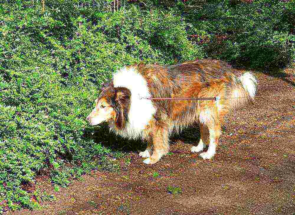 Collie