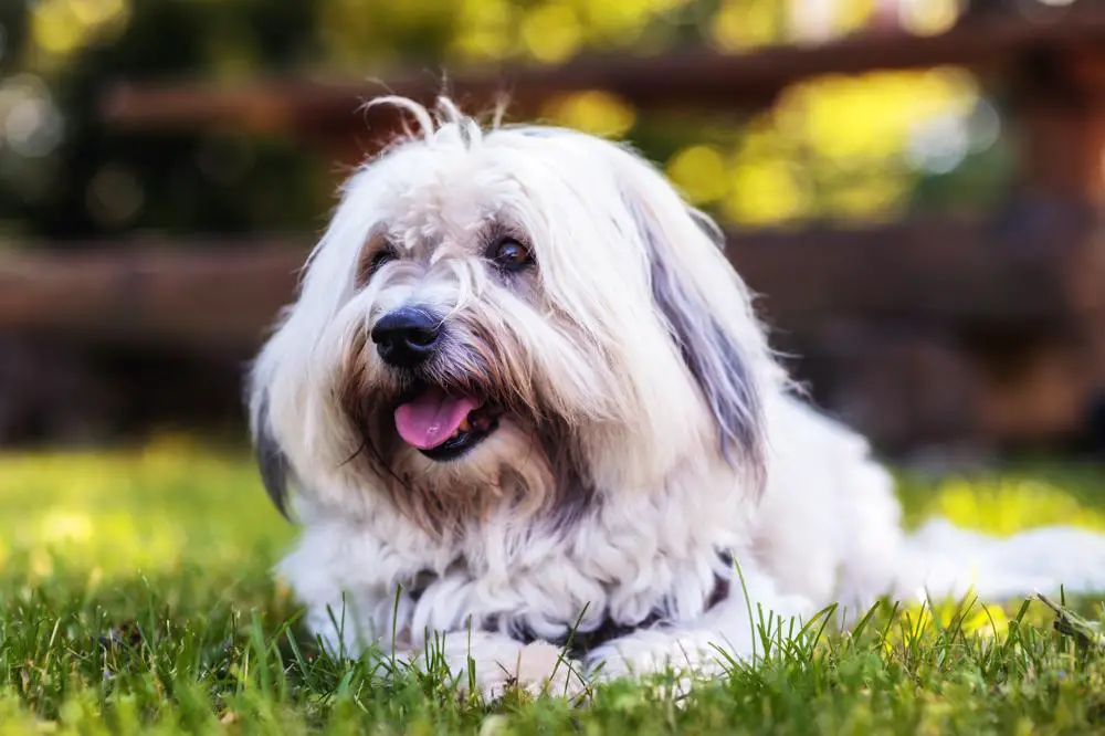 Coton de Tulear