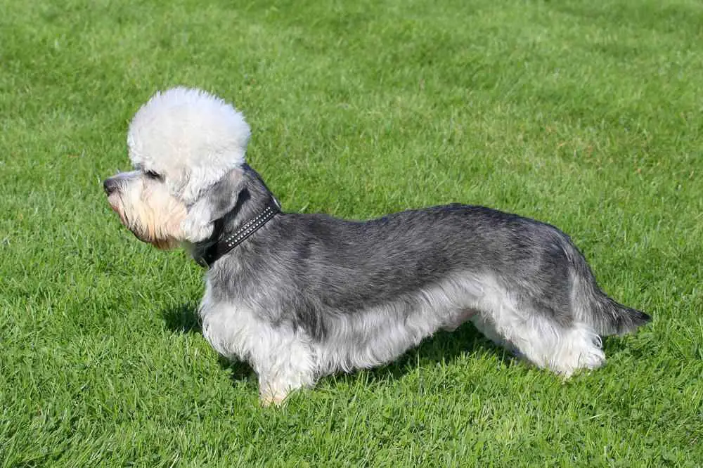 Dandie Dinmont Terrier