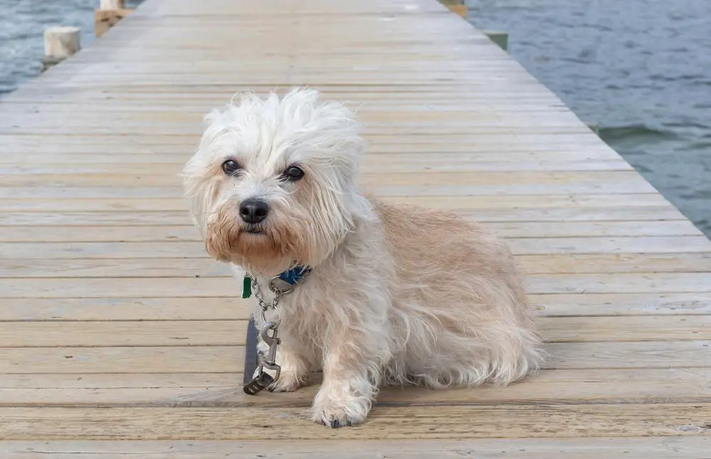 Dandie Dinmont Terrier