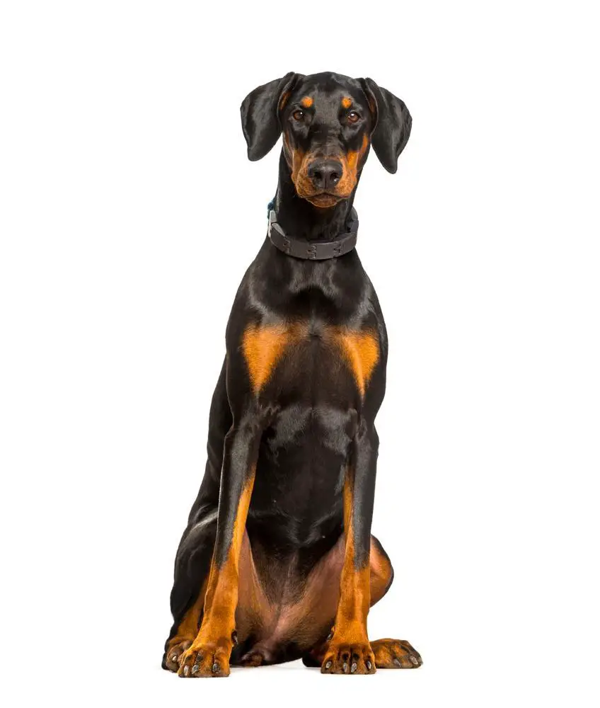 Doberman Pinscher