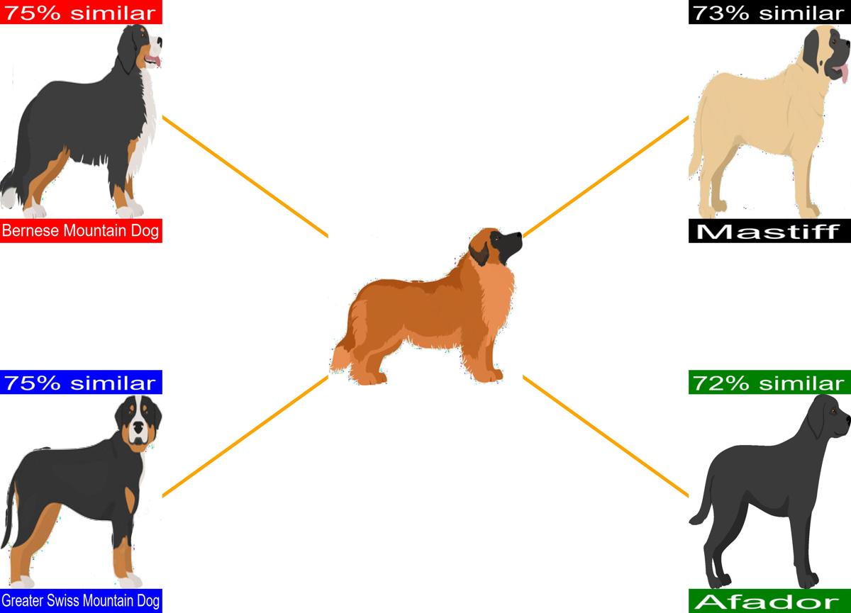 Dog Breeds Similar to the Leonberger