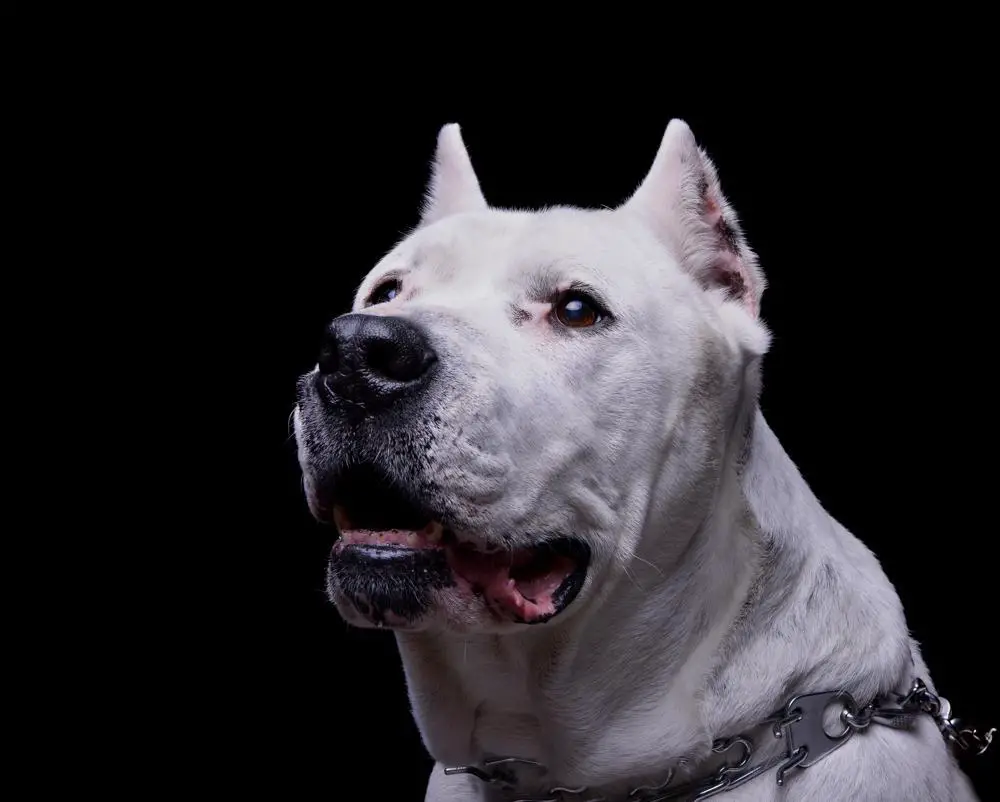 Dogo Argentino