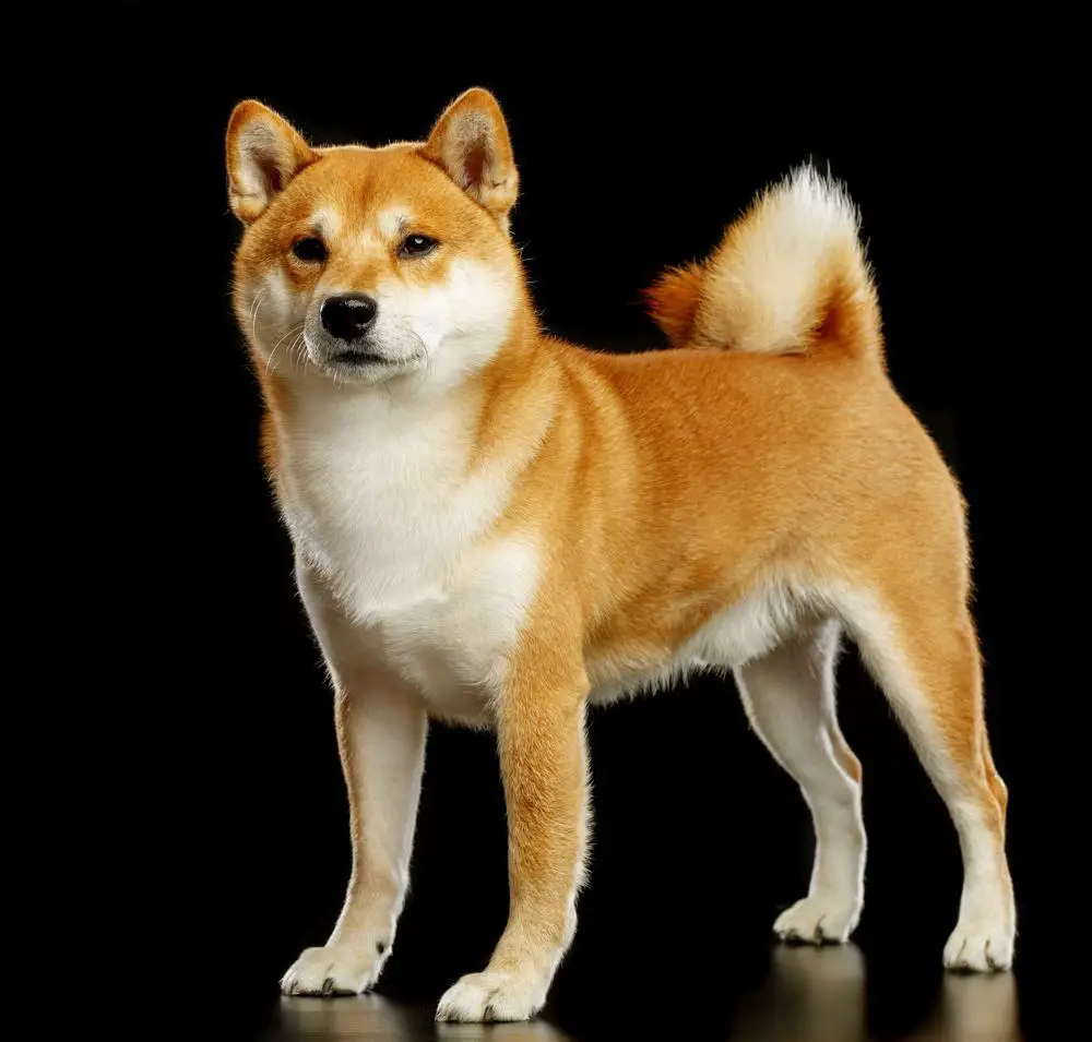 Akita