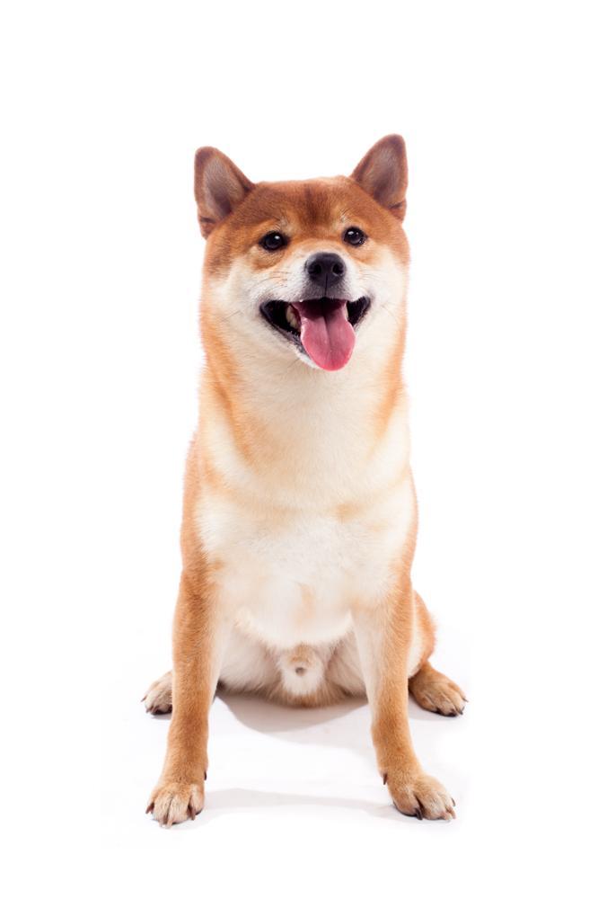 Akita