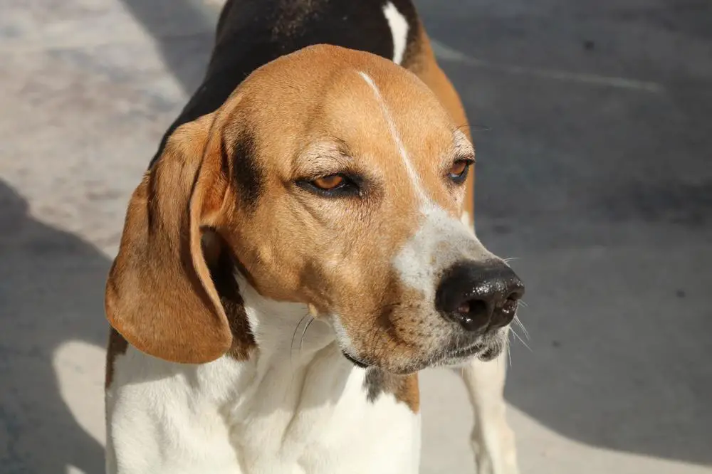 American Foxhound