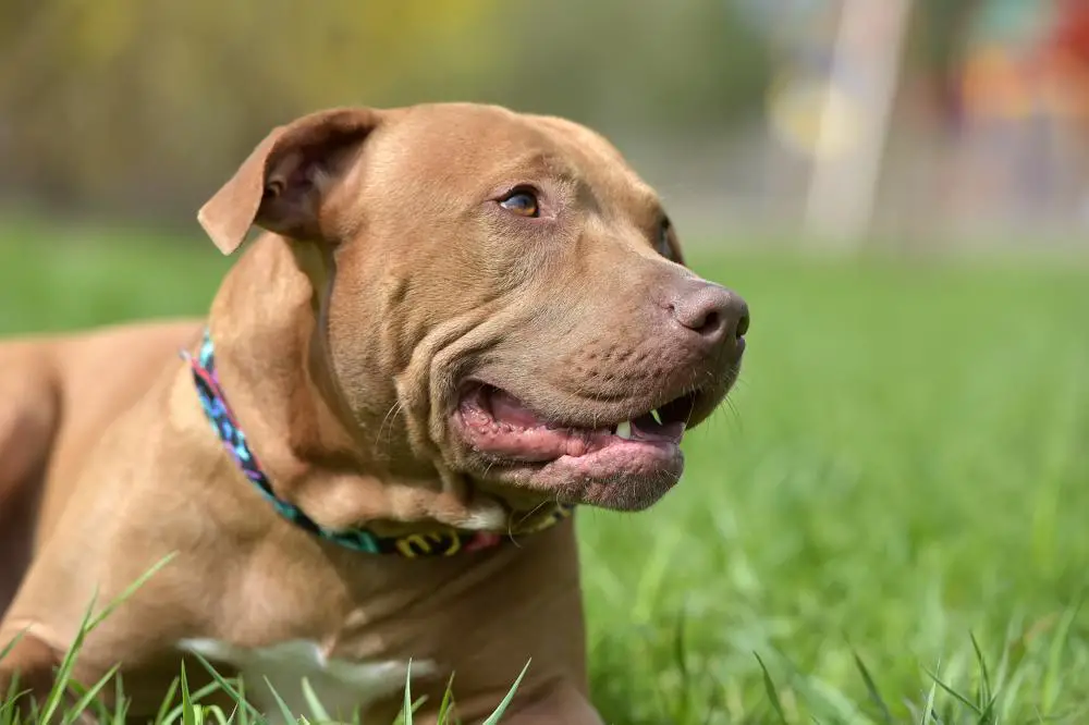 American Pit Bull Terrier