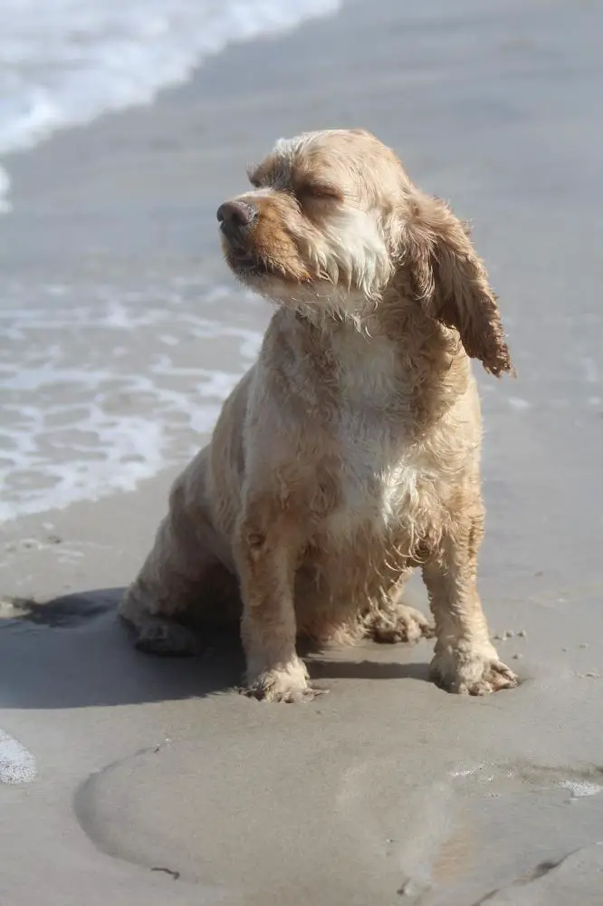 American Water Spaniel