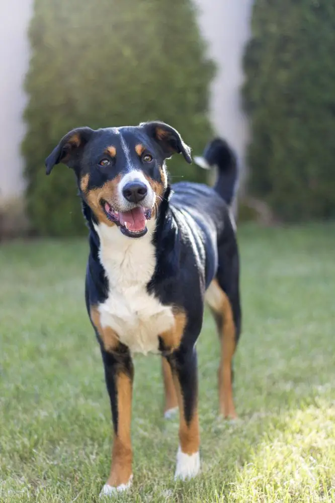 Appenzeller Sennenhunde