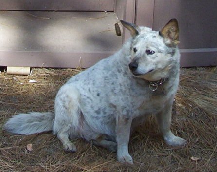 Australian Cattle Dog