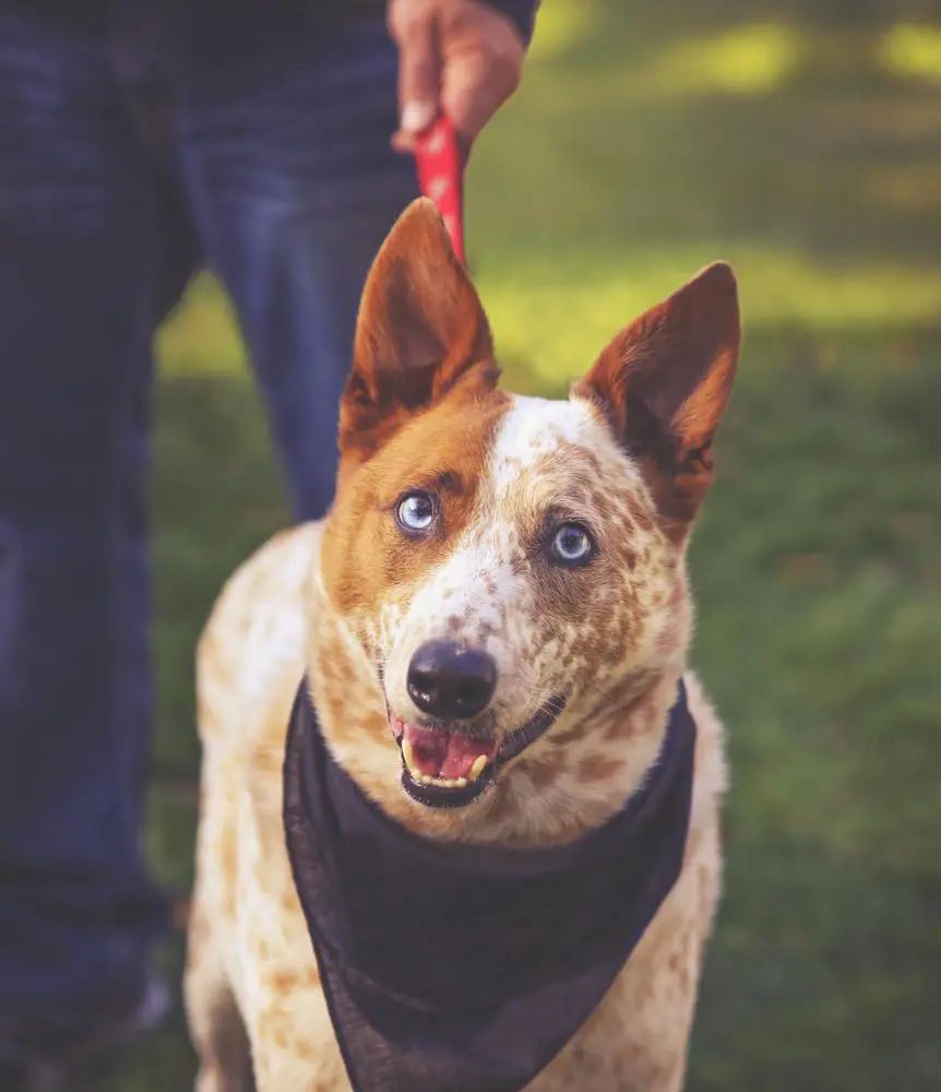 Australian Cattle Dog