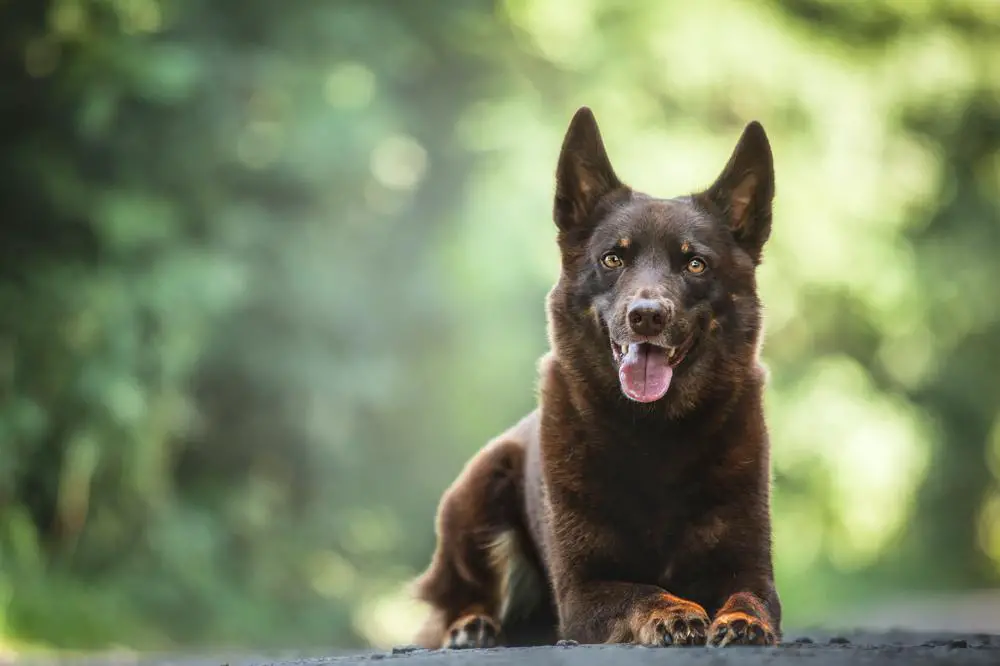 Australian Kelpie