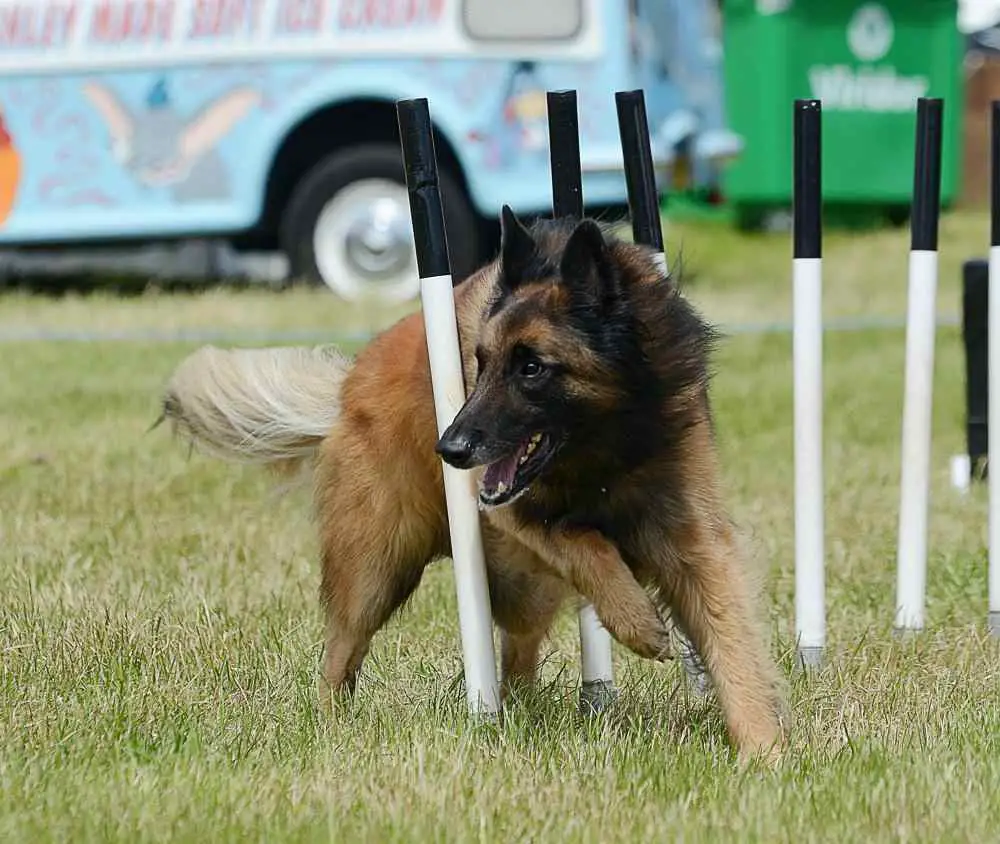 Belgian Tervuren