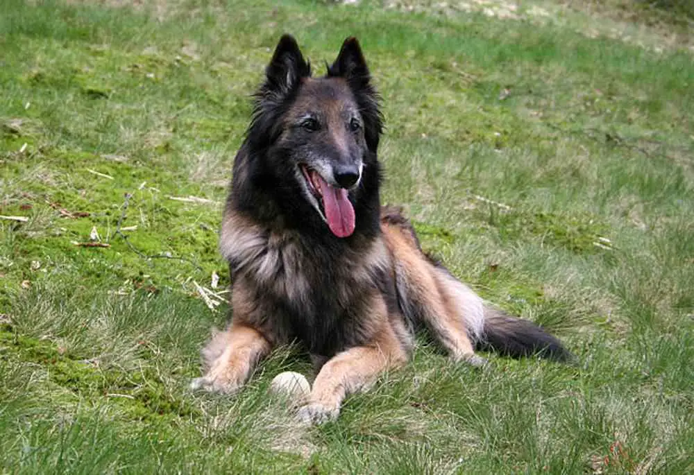 Belgian Tervuren