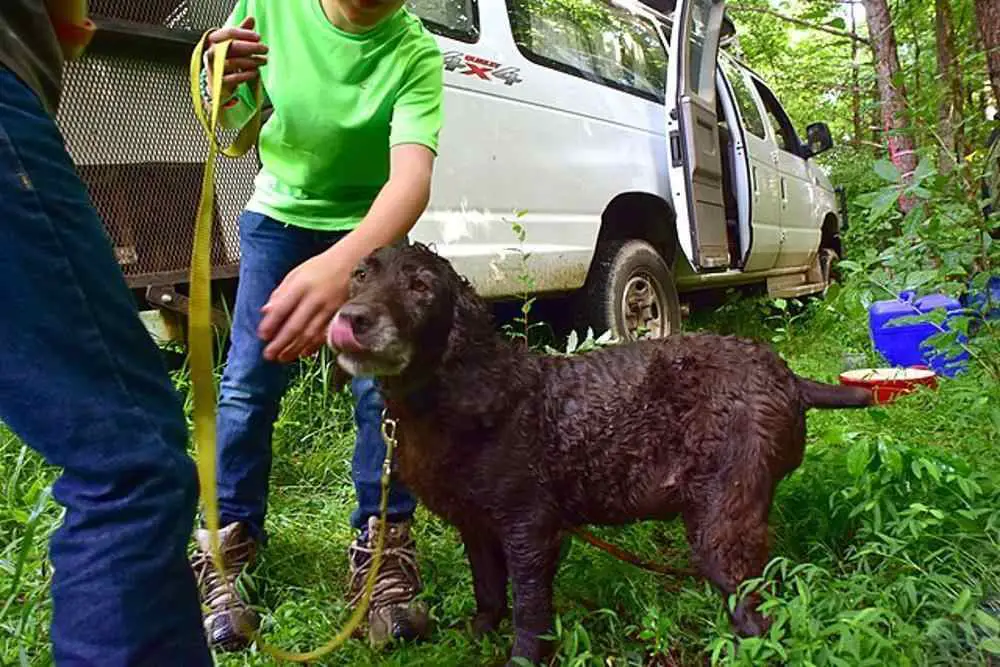 Boykin Spaniel