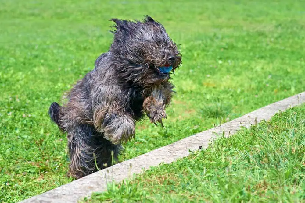 Briard