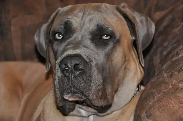 Cane Corso