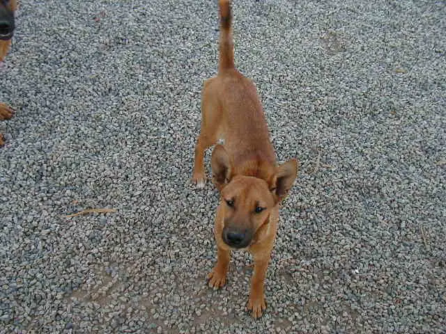 Carolina Dog