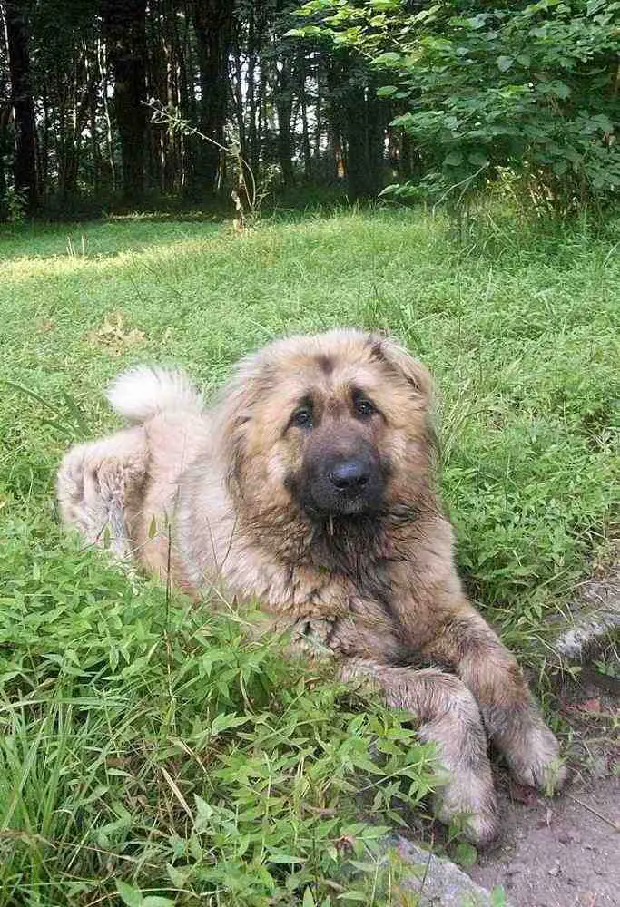 Caucasian Shepherd Dog