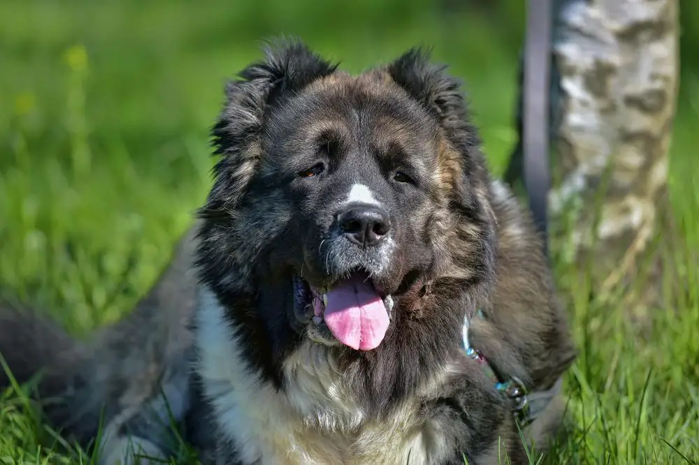 Caucasian Shepherd Dog