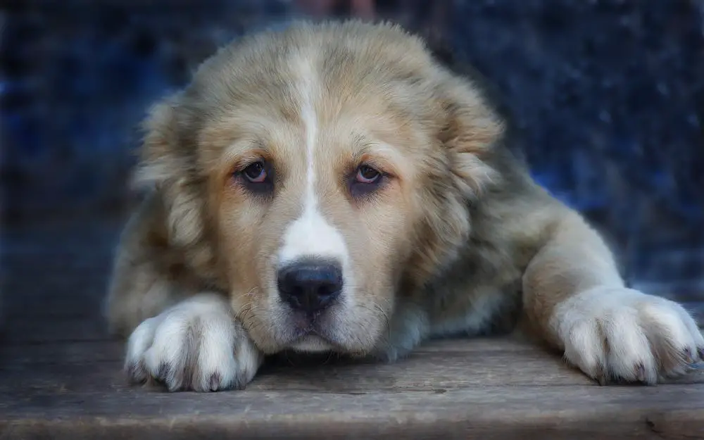 Central Asian Shepherd Dog