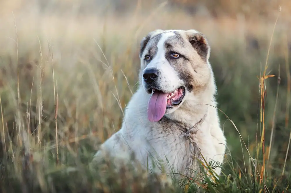 Central Asian Shepherd Dog