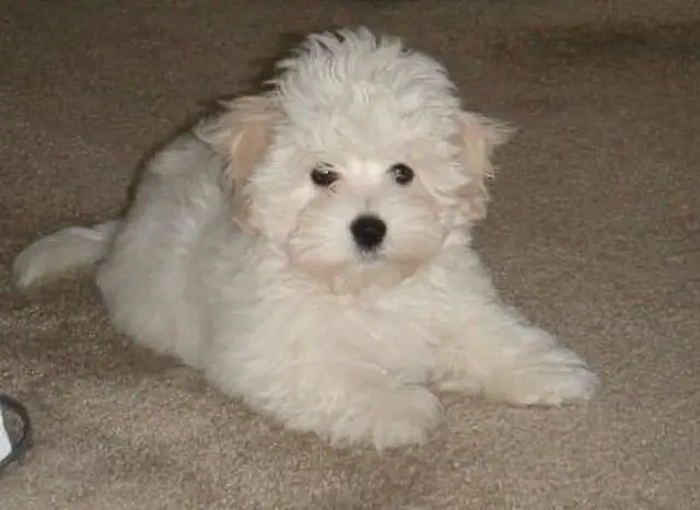 Coton de Tulear