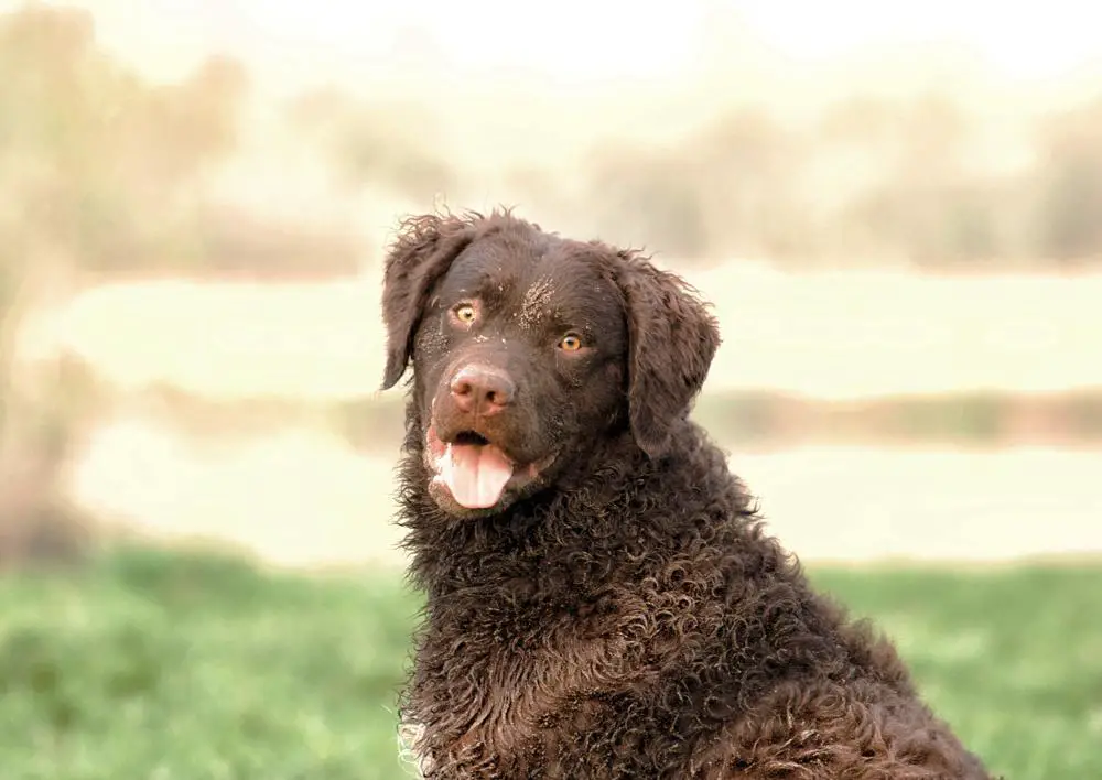 Curly-Coated Retriever