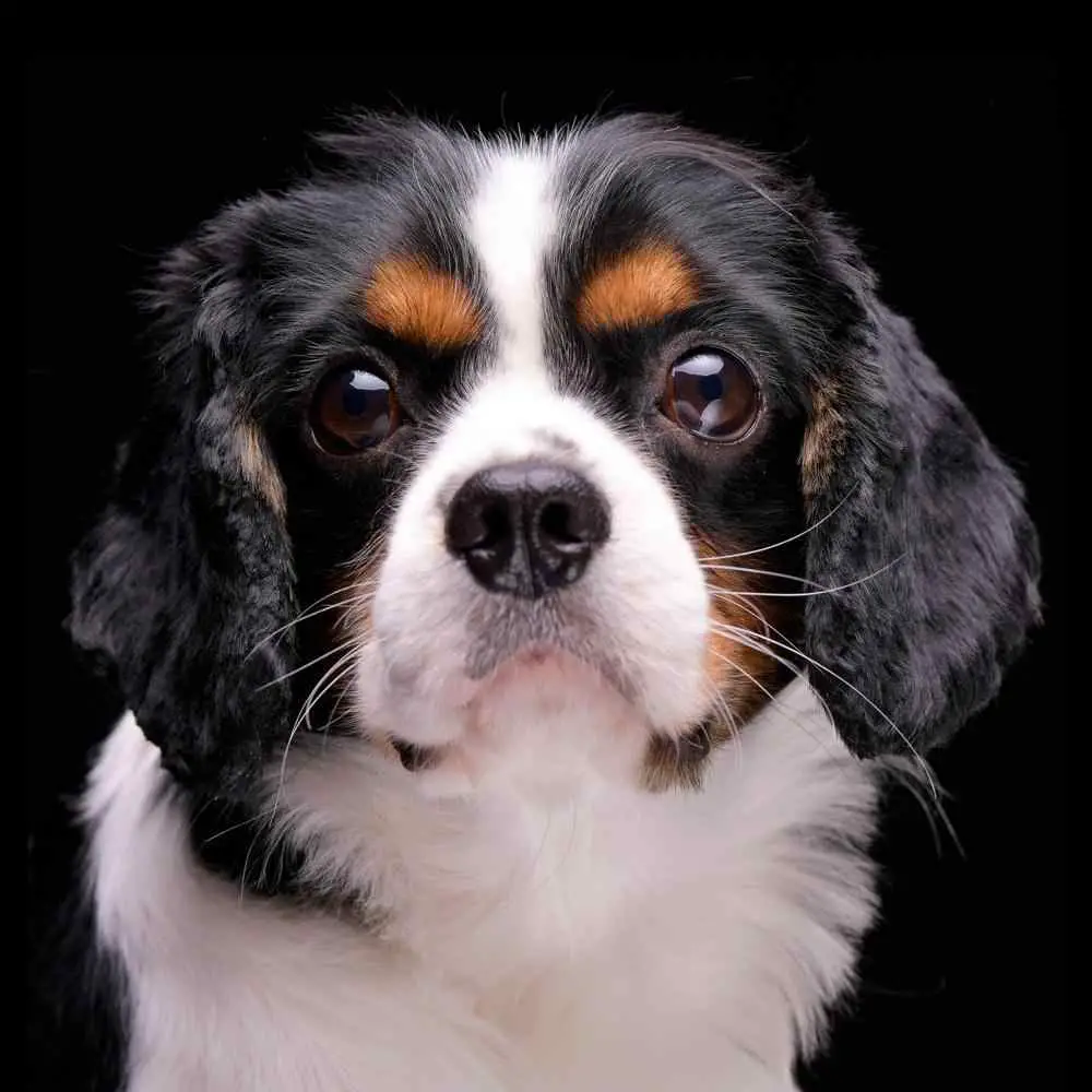 English Toy Spaniel