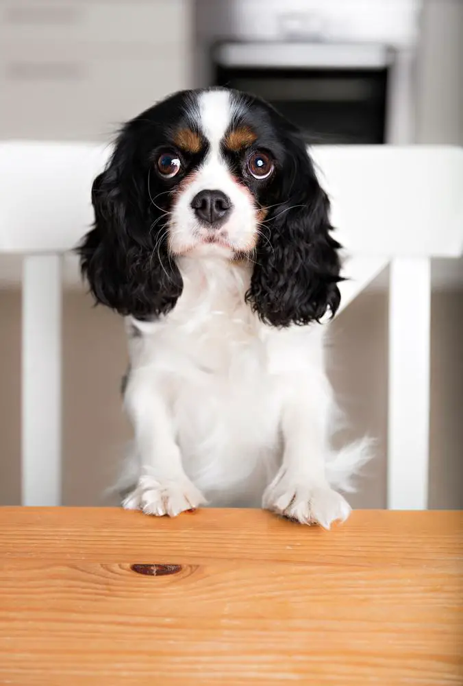 English Toy Spaniel