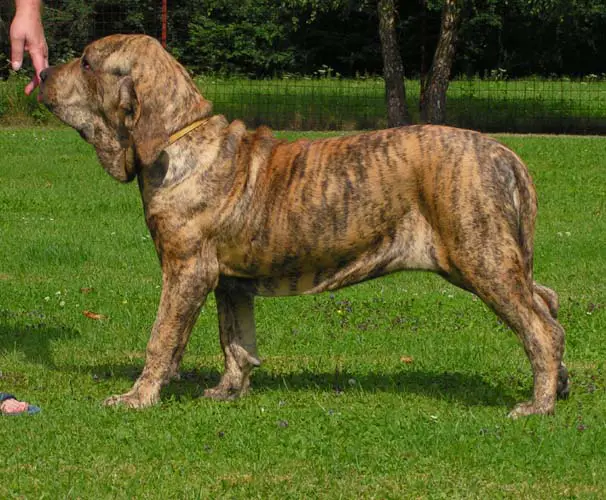 Fila Brasileiro